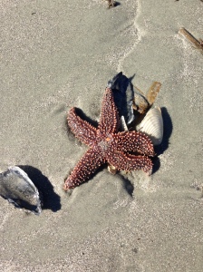 One of hundreds of starfish on Fripp Island beach. 